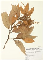 藏品(印度栲)的圖片